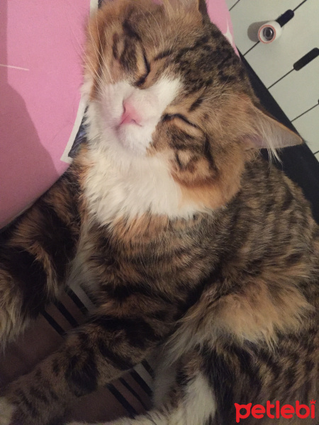 Sibirya Kedisi, Kedi  Kekik fotoğrafı