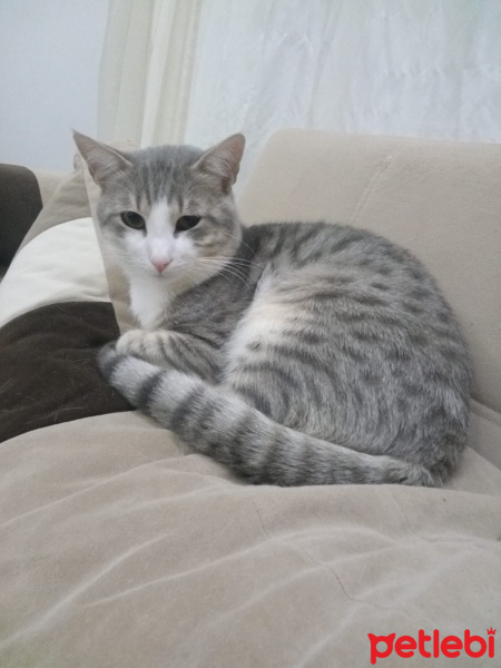 Tekir Kedi, Kedi  Ares fotoğrafı