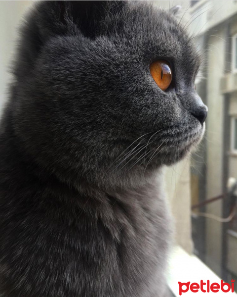 British Shorthair, Kedi  Duman fotoğrafı