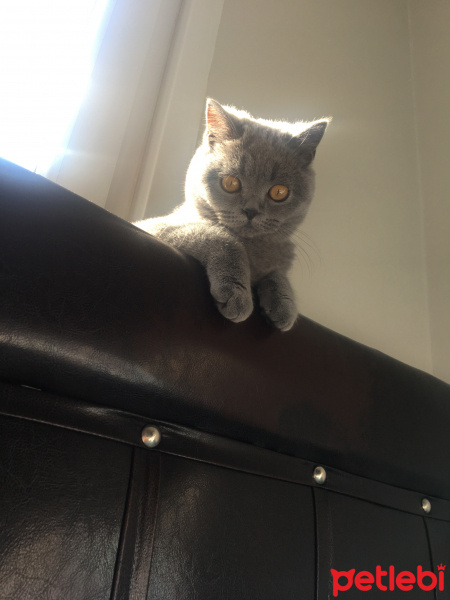 British Shorthair, Kedi  Duman fotoğrafı