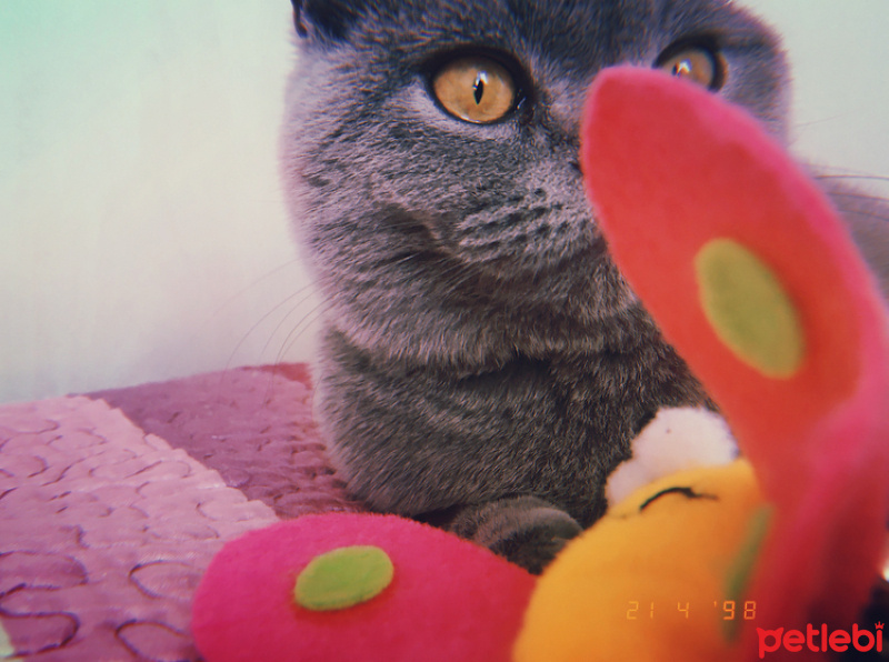 British Shorthair, Kedi  Duman fotoğrafı