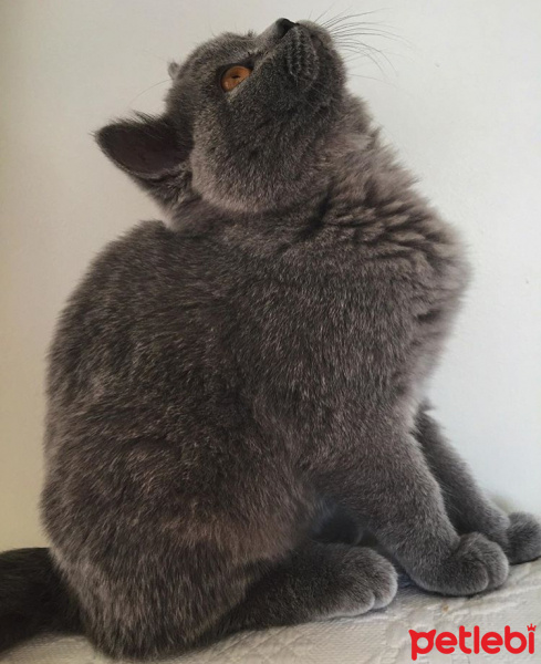 British Shorthair, Kedi  Duman fotoğrafı