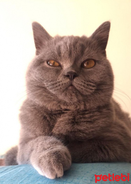 British Shorthair, Kedi  Duman fotoğrafı