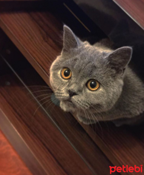 British Shorthair, Kedi  Duman fotoğrafı