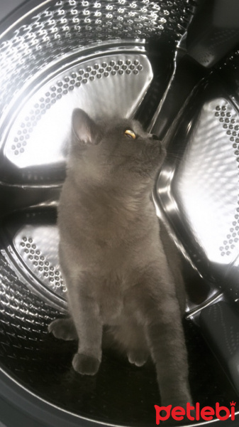 British Shorthair, Kedi  Duman fotoğrafı