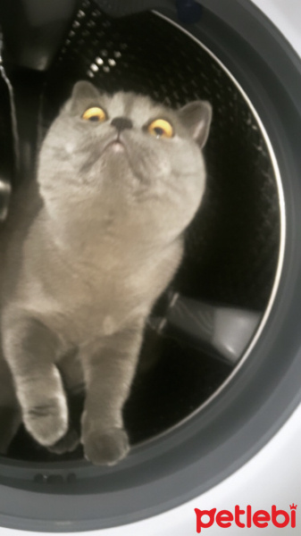 British Shorthair, Kedi  Duman fotoğrafı