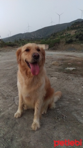 Golden Retriever, Köpek  Dost fotoğrafı