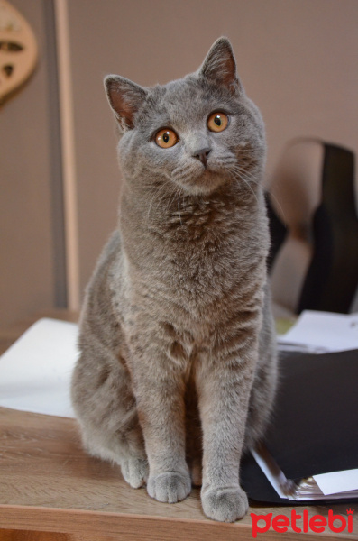 British Shorthair, Kedi  lita fotoğrafı