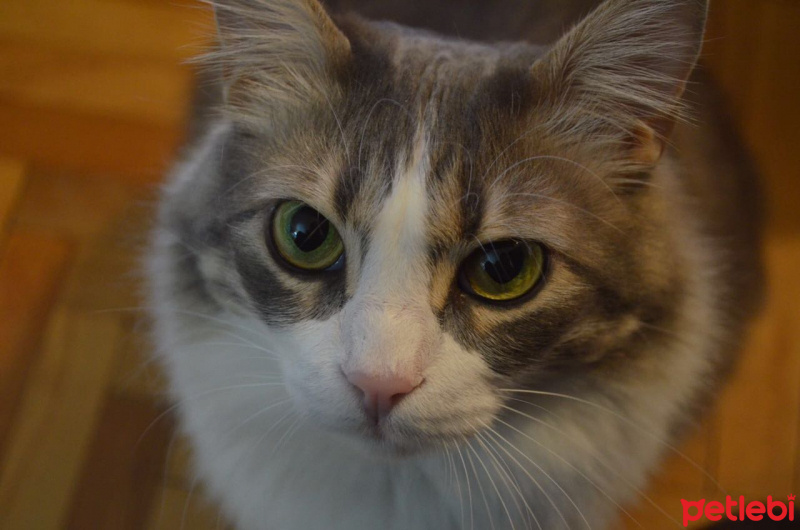 Van Kedisi, Kedi  Zeyna fotoğrafı