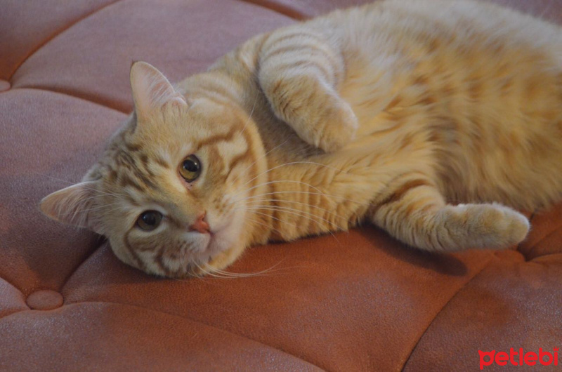 Sarman, Kedi  Tarçın fotoğrafı