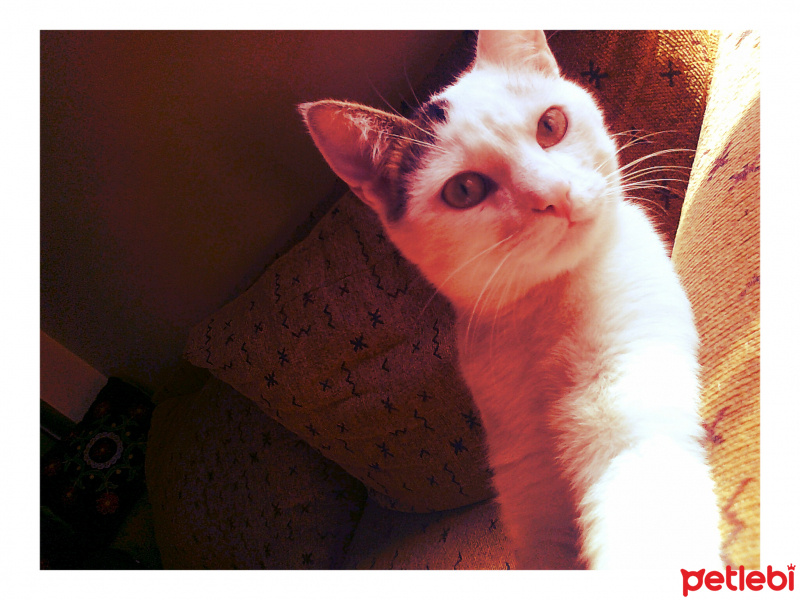 Van Kedisi, Kedi  Vecihi fotoğrafı