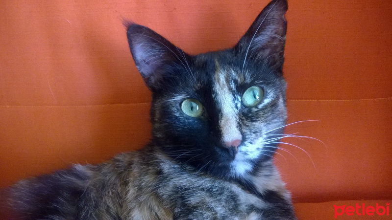 Abyssinian, Kedi  Salem fotoğrafı