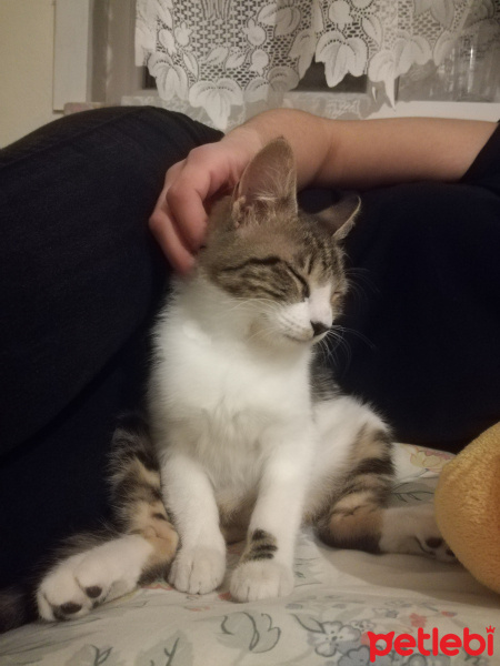 Tekir Kedi, Kedi  Şanslı fotoğrafı