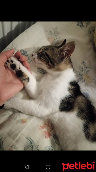 Tekir Kedi, Kedi  Şanslı fotoğrafı