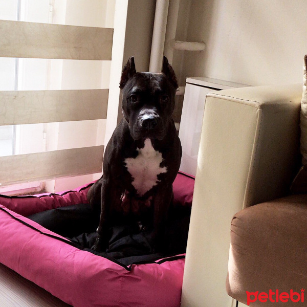 Amerikan Pitbull Terrier, Köpek  GUCCİ fotoğrafı