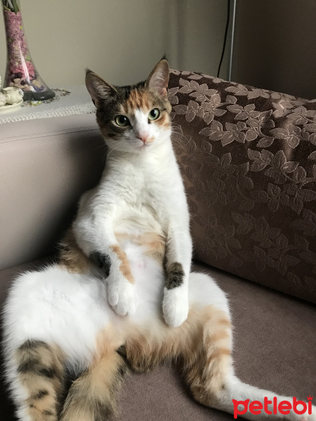 American Wirehair, Kedi  Simba fotoğrafı