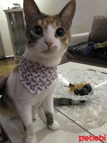 American Wirehair, Kedi  Simba fotoğrafı