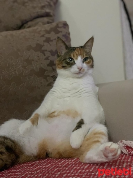 American Wirehair, Kedi  Simba fotoğrafı