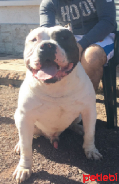 Amerikan Pitbull Terrier, Köpek  kıral fotoğrafı