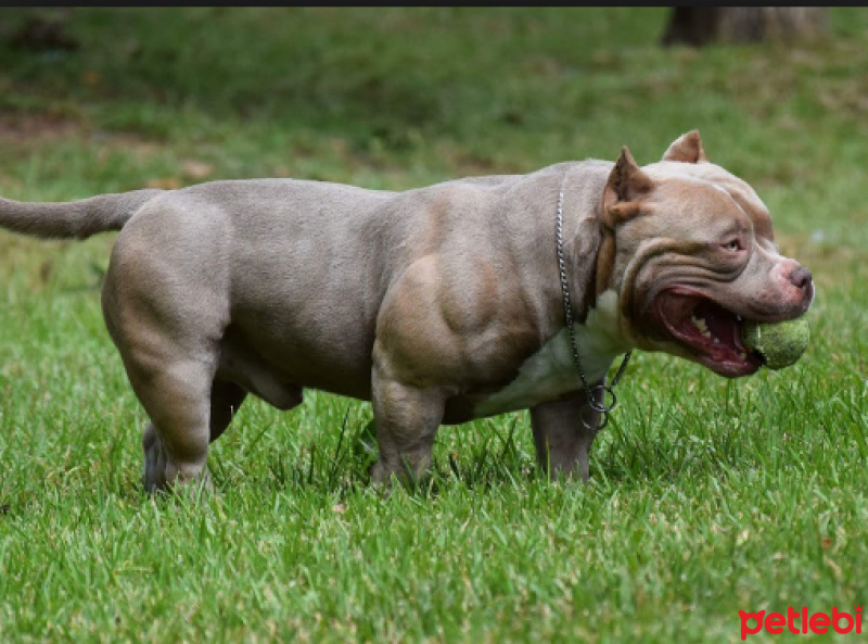 Amerikan Pitbull Terrier, Köpek  şıla fotoğrafı