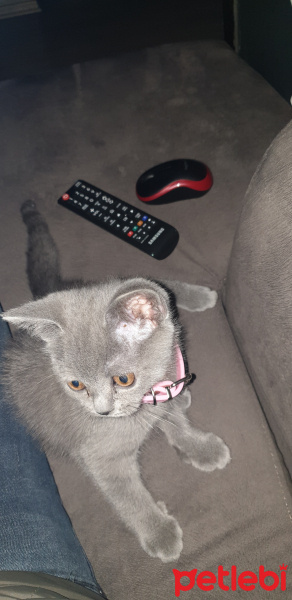 British Shorthair, Kedi  Mia fotoğrafı