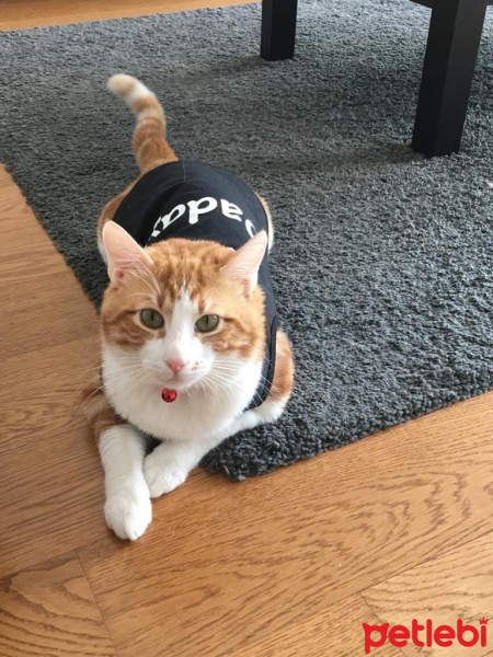Sarman, Kedi  LEO fotoğrafı