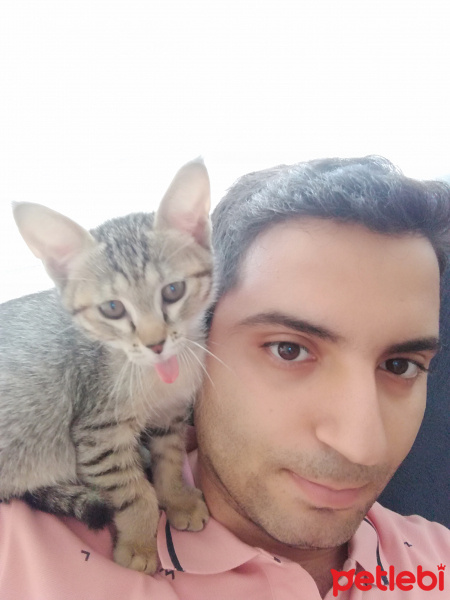 Tekir Kedi, Kedi  Necati fotoğrafı