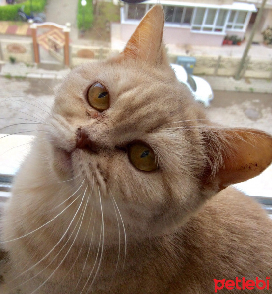 Scottish Fold, Kedi  Scotch fotoğrafı