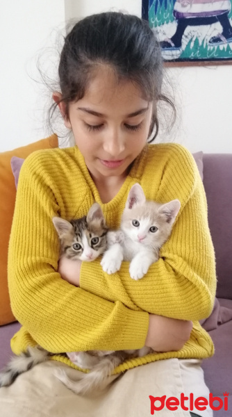 Sarman, Kedi  Mirket fotoğrafı