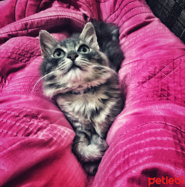 Norwegian Forest, Kedi  Minnoş fotoğrafı