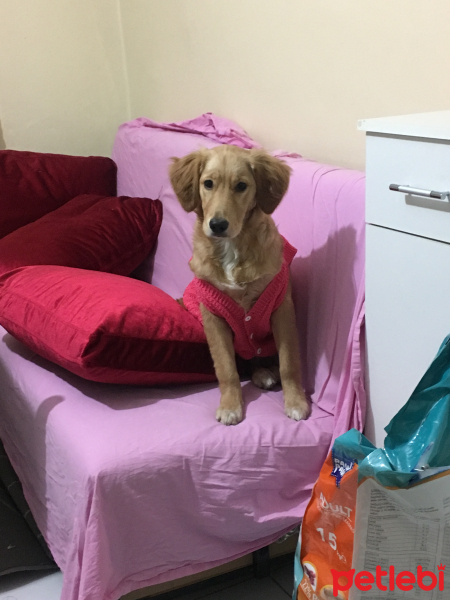 Golden Retriever, Köpek  Şanslı fotoğrafı