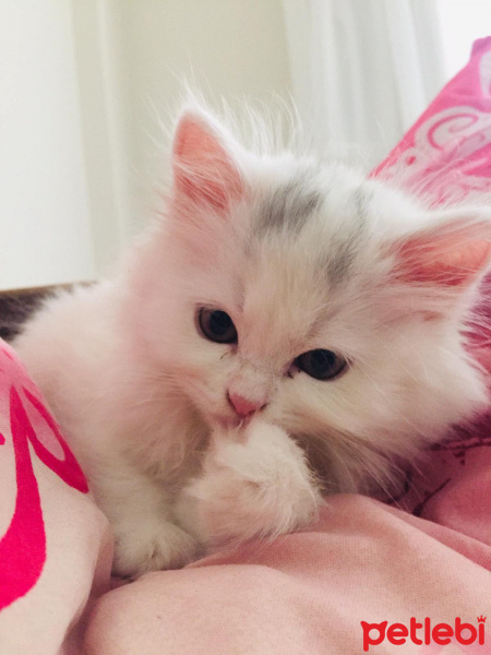 British Shorthair, Kedi  Casper fotoğrafı