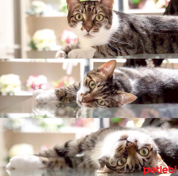Tekir Kedi, Kedi  Misketimize acil yuva arıyoruz fotoğrafı