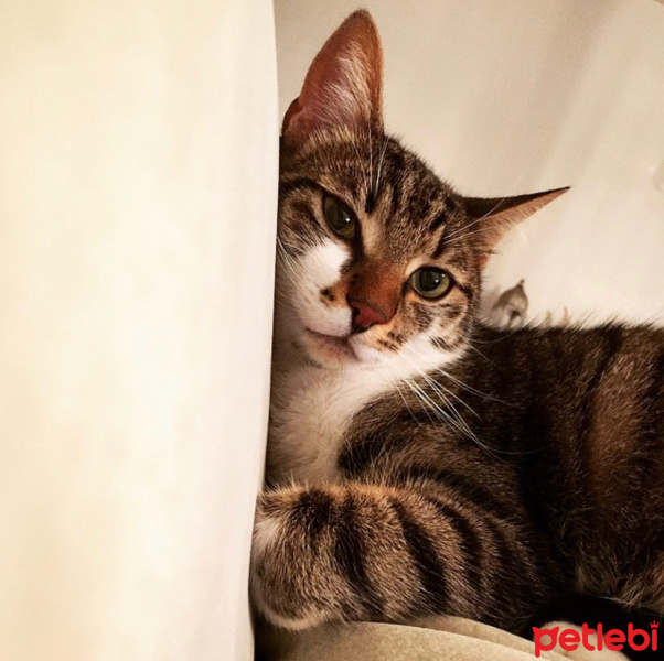 Tekir Kedi, Kedi  Misketimize acil yuva arıyoruz fotoğrafı