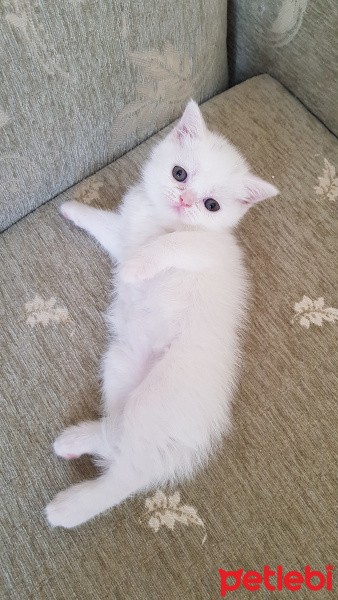 British Shorthair, Kedi  Minik fotoğrafı