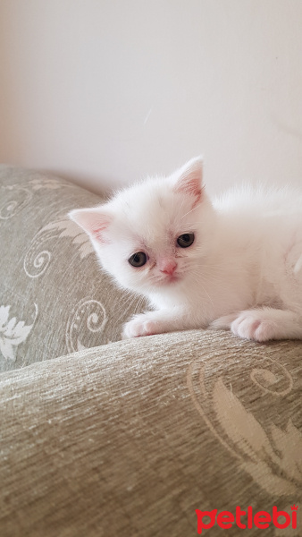 British Shorthair, Kedi  Minik fotoğrafı