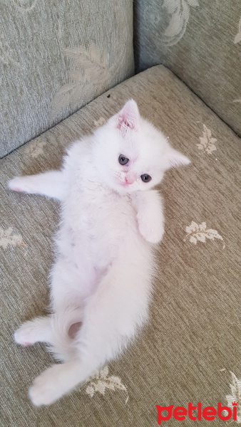 British Shorthair, Kedi  Minik fotoğrafı
