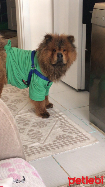 Chow Chow (çin Aslanı), Köpek  Bob fotoğrafı