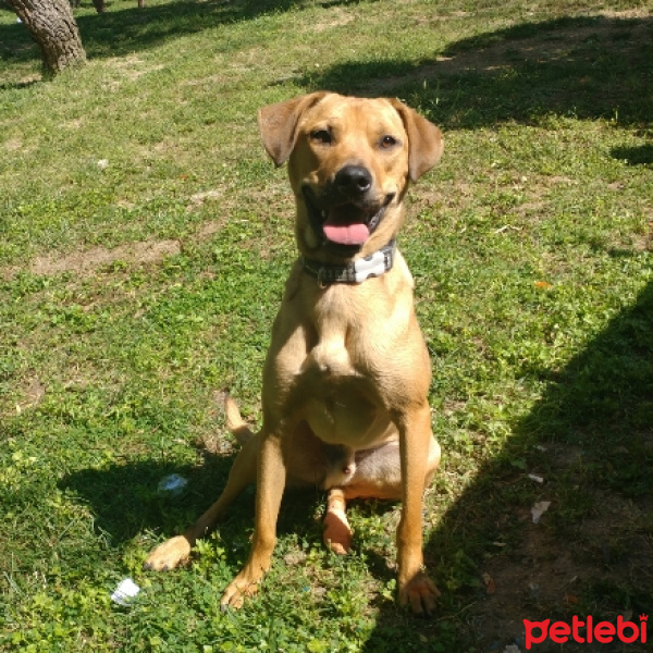 Sokö (Sokak Köpeği), Köpek  Oscar fotoğrafı