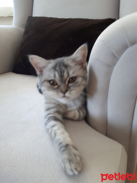 British Shorthair, Kedi  Şeker fotoğrafı