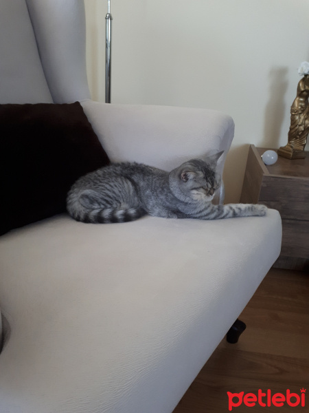 British Shorthair, Kedi  Şeker fotoğrafı