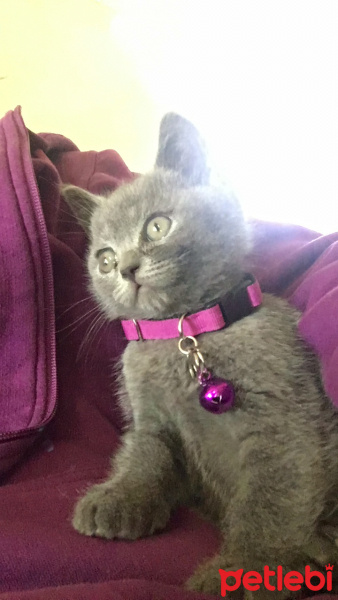 British Shorthair, Kedi  Yumak fotoğrafı