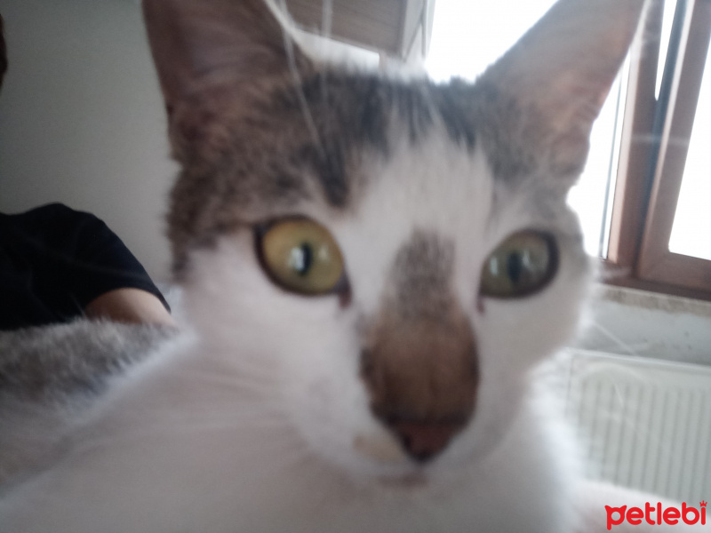 Tekir Kedi, Kedi  Müezza fotoğrafı