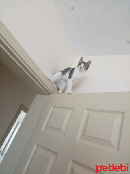Tekir Kedi, Kedi  Ares fotoğrafı