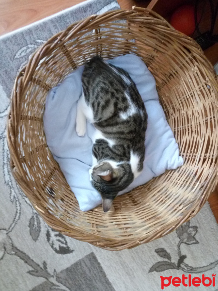 Tekir Kedi, Kedi  Ares fotoğrafı