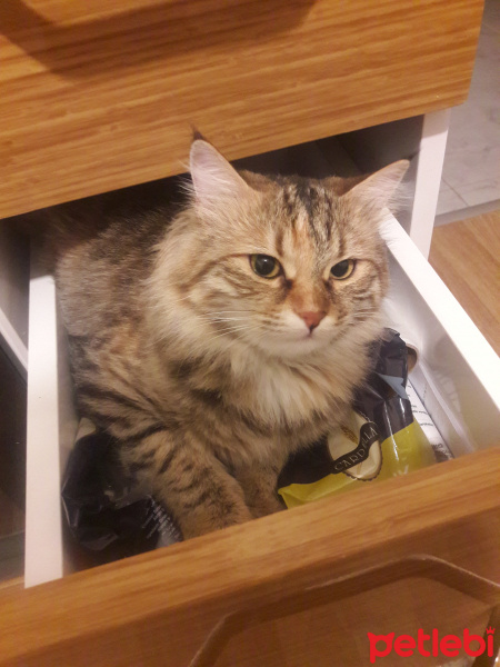 Sarman, Kedi  Mona fotoğrafı