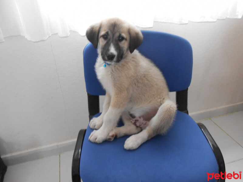 Kangal, Köpek  haydut fotoğrafı