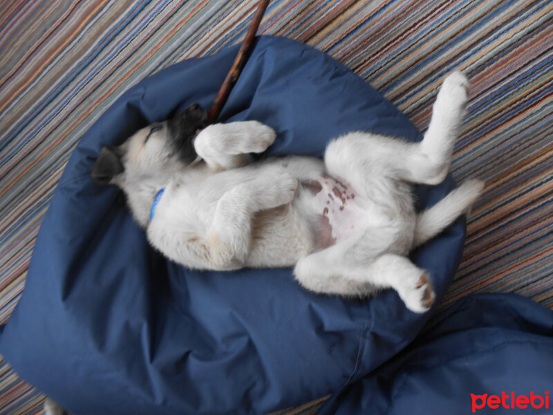 Kangal, Köpek  haydut fotoğrafı