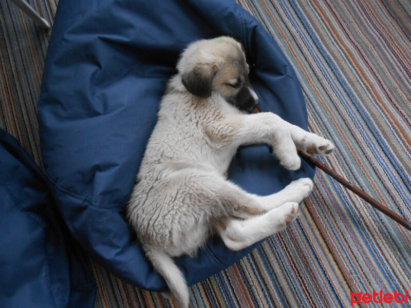 Kangal, Köpek  haydut fotoğrafı