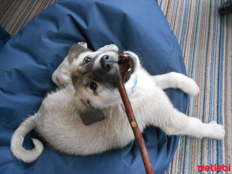 Kangal, Köpek  haydut fotoğrafı